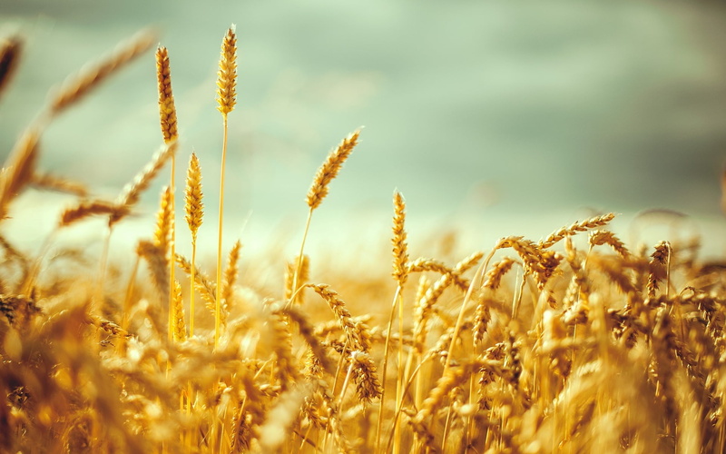 spikelets, outdoors, agriculture, cereal plant, ears, environment, close-up, tranquil scene, plant, rye, macro, brown, oat - crop, land, growth, farm