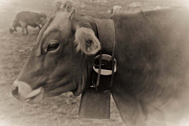 switzerland, field, animal family, land, 5K, graze, ringtone, animal head, ear, alpine, belt buckle, pets, day, herbivorous, focus on foreground, animal
