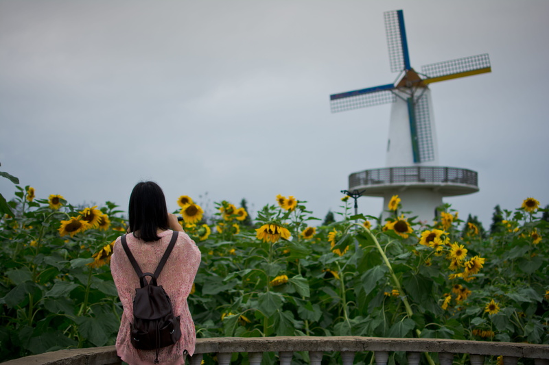 sunflower, environmental conservation, ninghai, windmill, three quarter length, small fresh, plant, girls, wind power, rear view, beauty in nature, sky