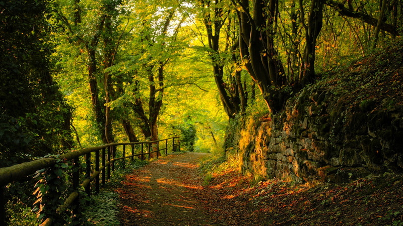 plant, land, green, beauty in nature, the way forward, tranquil scene, 1080P, trunk, forest, trees, tranquility, tree, tree trunk, woodland, footpath