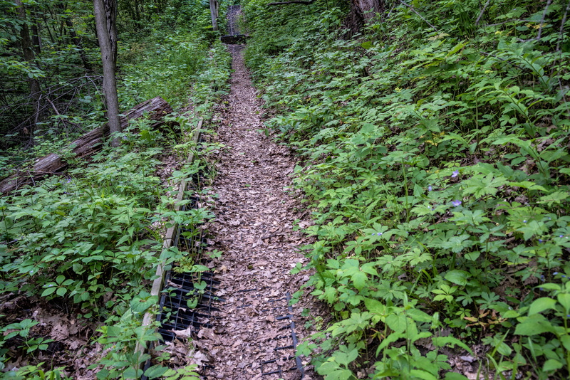 forest, growth, public domain, south, land, rural Scene, nature, green Color, direction, " photo", outdoors, tranquility, path, "mississippi palisades state park"