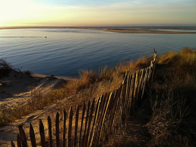 plant, sea, horizon over water, grass, tranquil scene, summer, water, dune ridge, day, beach, nature, tranquility, no people, pyla dune, growth, land, non-urban scene