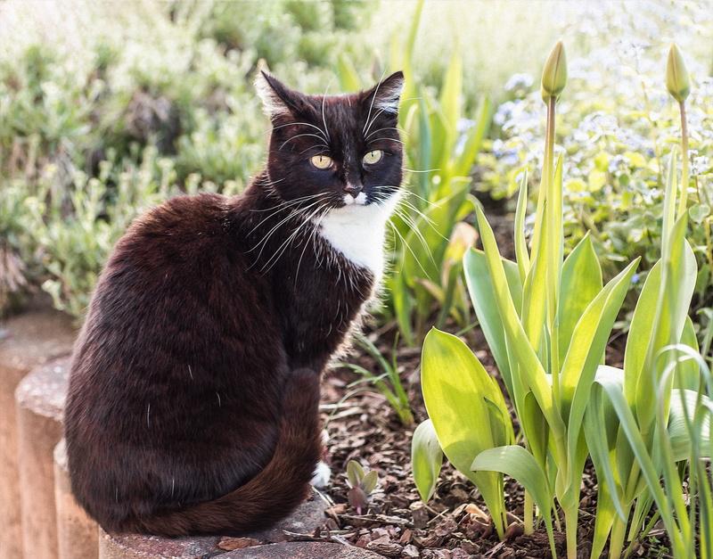land, whisker, cute, mammal, black color, one animal, watch, palisade, tulips, 4K, nature, garden, wall, domestic animals, whiskers, domestic cat, portrait