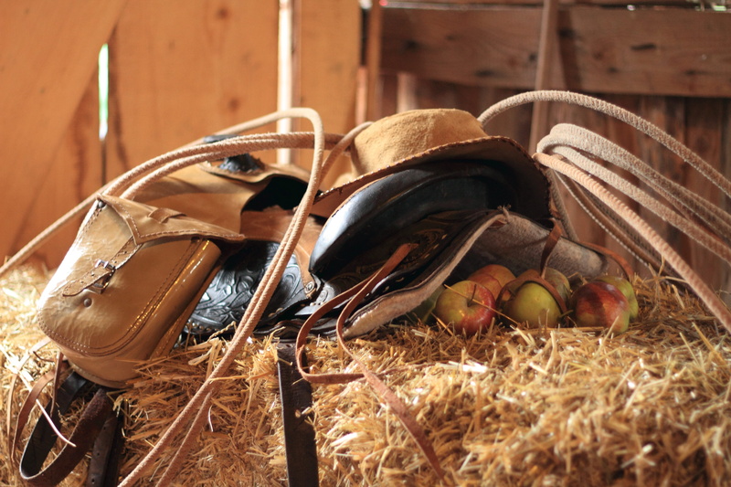 still life, pair, wood - material, panniers, brown, no people, selective focus, lasso, western, 5K, saddle, shell, day, hat, leather, shoe, animal, food and drink