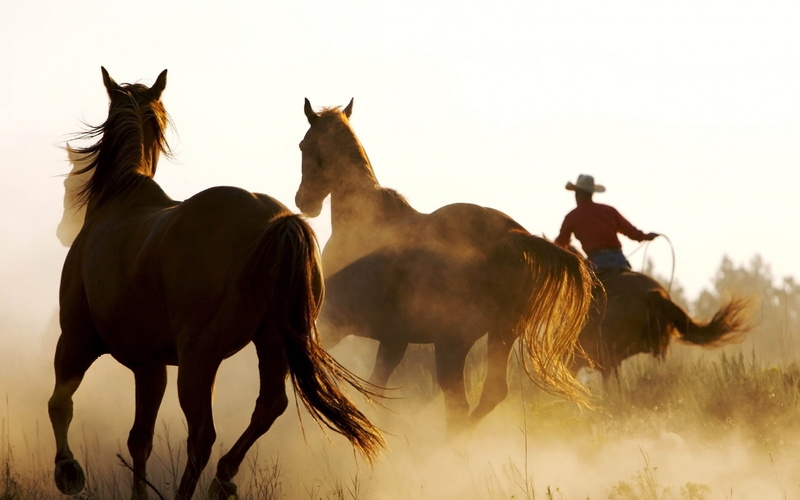 outdoors, sunset, livestock, grass, group of animals, grassland, sky, field, domestic animals, animal, hd, two animals, lasso, animal themes