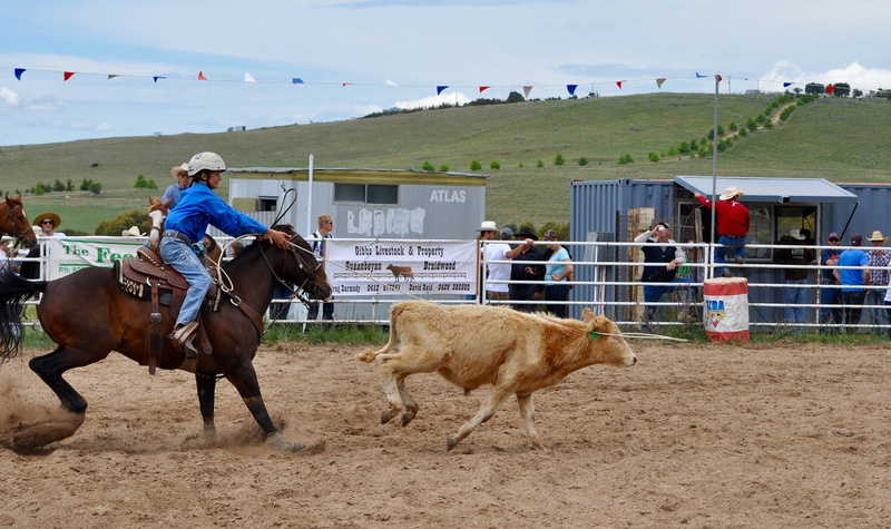 female, vertebrate, animal wildlife, group of animals, cattle, riding, domestic, mammal, girl, nature, men, livestock, horseback riding, real people, western