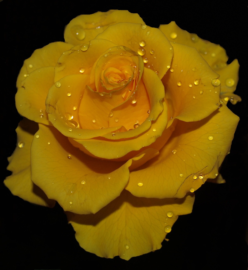 drop, 1080P, joy, yellow, fragility, beautiful, rain, outdoors, freshness, dew, water, rose, love, black background, close-up, flower, blossom, no people