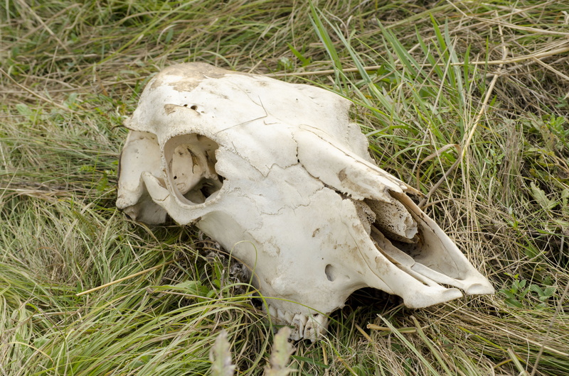 plant, land, animal bone, grass, animal, animal skull, skull, body part, field, animal skeleton, white color, dead animal, cow, herbivorous, 4K, bone