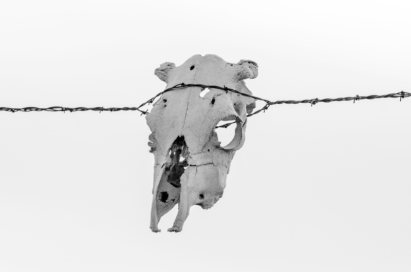 cowboy, animal skull, focus on foreground, ranch, rustic, barbed, barbwire, animal, white background, 4K, badlands, barbed wire, bone, nature, western