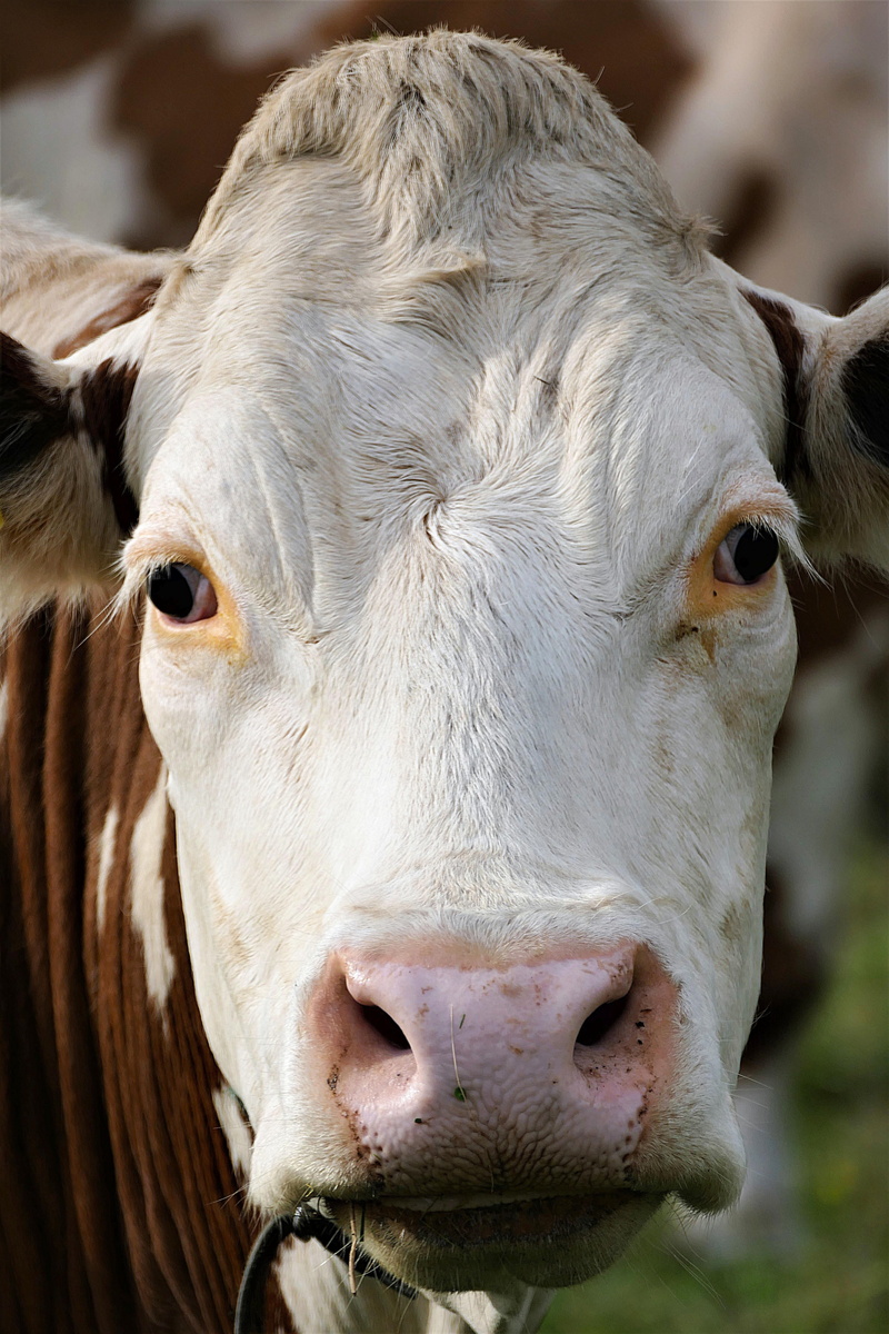 mammal, animal mouth, white, domestic animals, 5K, one animal, brown, beef, vertebrate, domestic cattle, closeup, close-up, animal body part, animal head