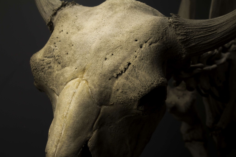 architecture, creativity, 4K, ancient, art and craft, low angle view, black background, skull, no people, statue, human representation, indoors, cow skull