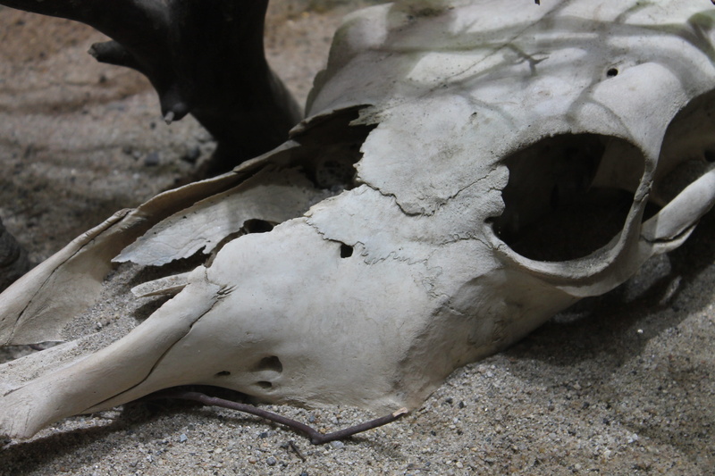no people, animal head, high angle view, Nature, one animal, destruction, body part, day, 4K, Skull, animal skull, Dead, skeleton, Bone, land, animal themes
