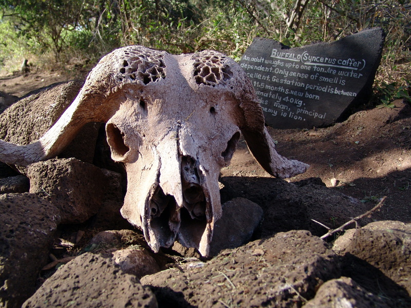 no people, animal body part, animal bone, skull and crossbones, animal themes, African Buffalo, day, animal skull, rock - object, buffalo, Skull, cow skull