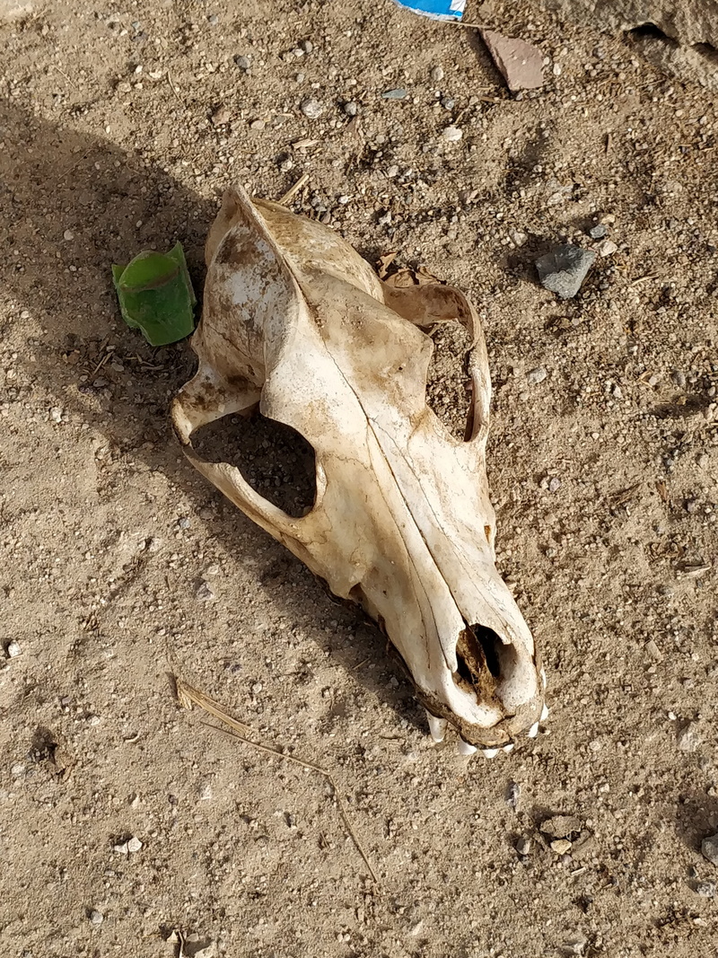 no people, desert, animal head, nature, skull, bones, close-up, animal skeleton, outdoors, field, dark, animal themes, cow, animal skull, gj sh 91, land