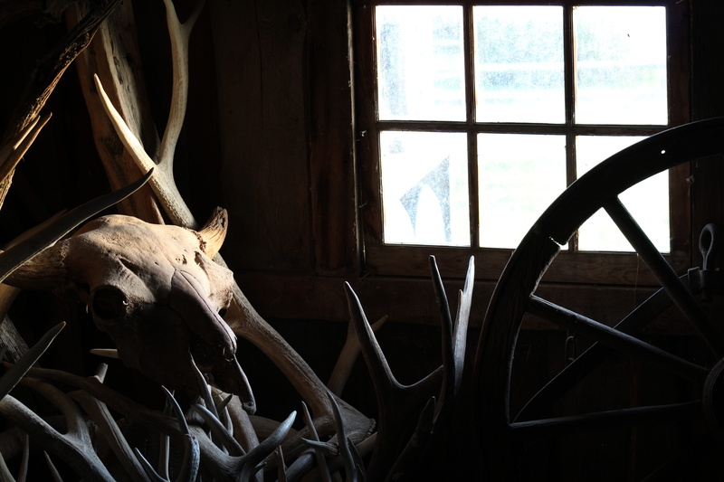 glass - material, ranch, animal wildlife, wood - material, window, 100, barn, herbivorous, architecture, pets, wagon, no people, horns, cow, day, antlers