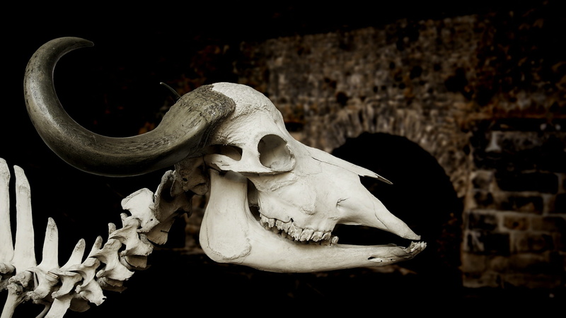 sculpture, bone, animal skeleton, 2K, creativity, art and craft, beef, skeleton, animal bone, the past, syncerus caffer, skull, history, animal body part