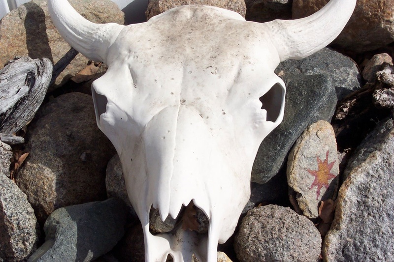 land, white color, amimal, bone, rocks, animal bone, solid, western skull, bones, skeleton, 720P, skull, field, animal skull, bleached bones, close-up