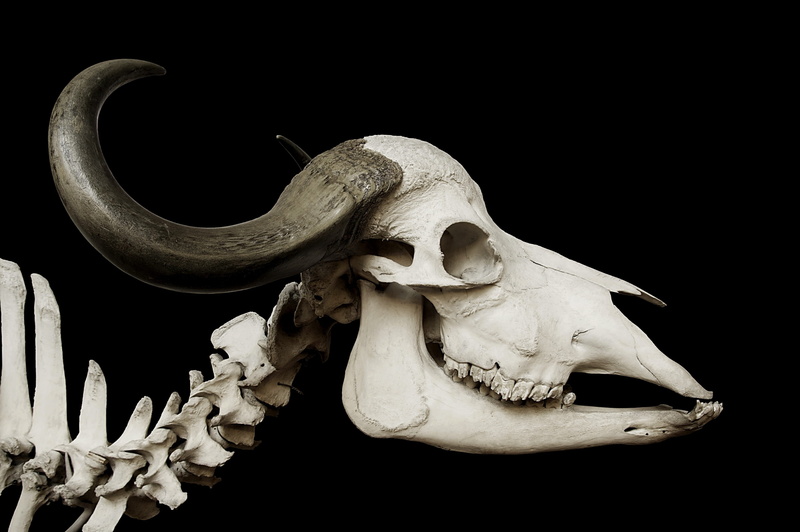 animal skeleton, animal, animal body part, horn, cow skull, animal head, 2K, animal bone, indoors, anatomy, studio shot, white, black background, body part