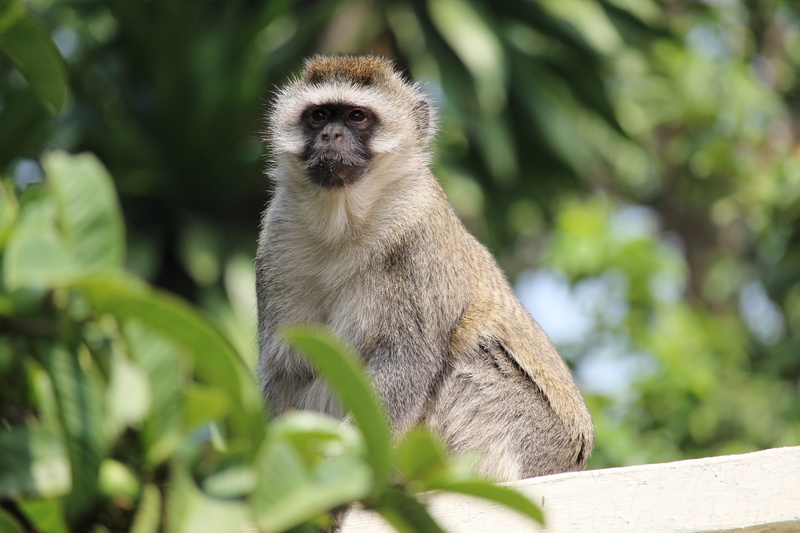 focus on foreground, primate, looking, wildlife, no people, mammal, one animal, 2K, animals in the wild, wild, outdoors, vertebrate, nature, sitting, vervet