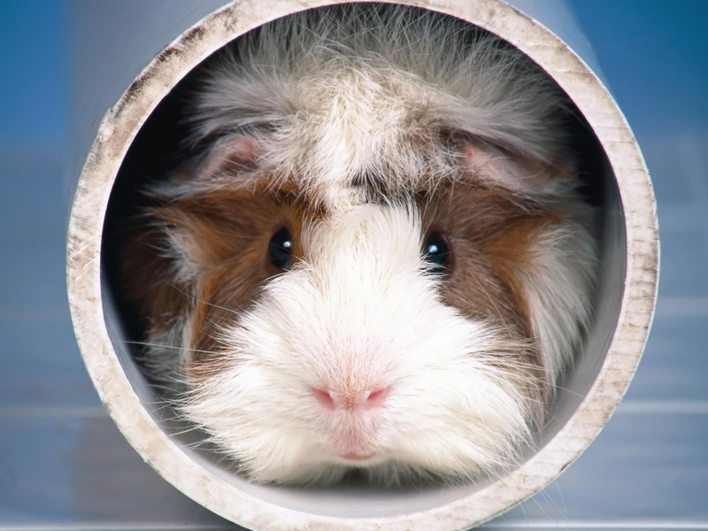 rodent, 1080P, animals, new, cute, animal, donna, cavy, friend