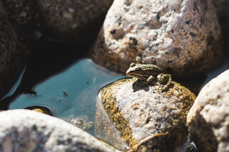 close-up, rock - object, outdoors, frog, reptile, friend, animals in the wild, solid, mirror, lizard, rock pool, animal wildlife, one animal, made, marine