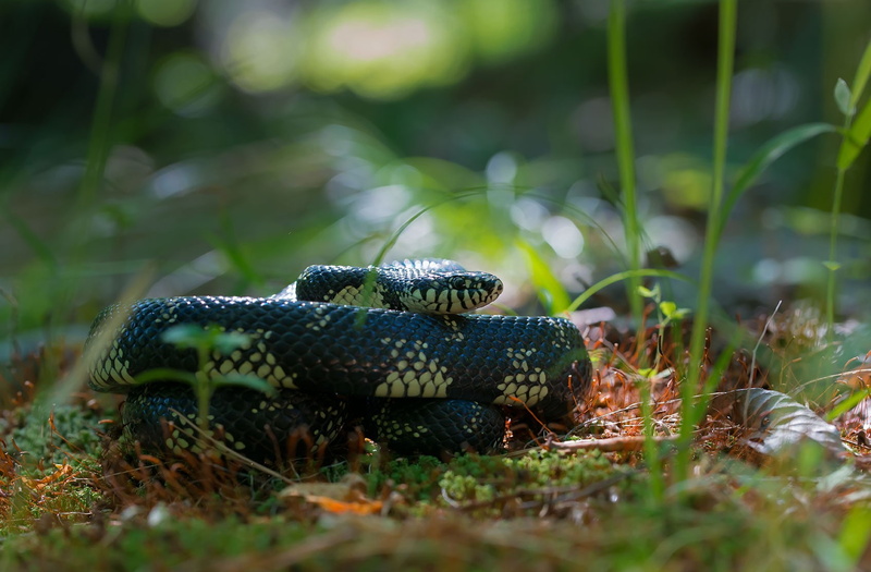 vertebrate, sign, plants, selective focus, animal, nature, animal themes, no people, outdoors, animal scale, reptile, 720P, poisonous, animal wildlife
