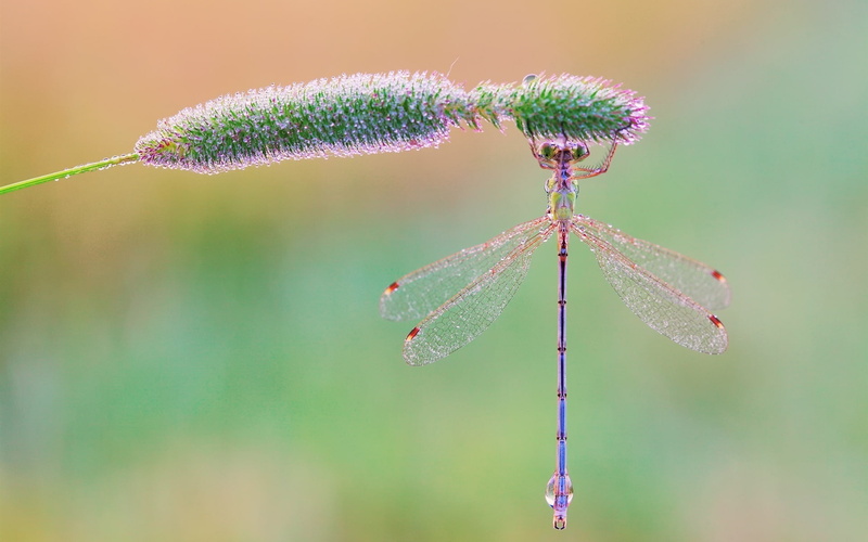 Dew, Drops, Insect, Grass, Morning, 1080P, Dragonfly