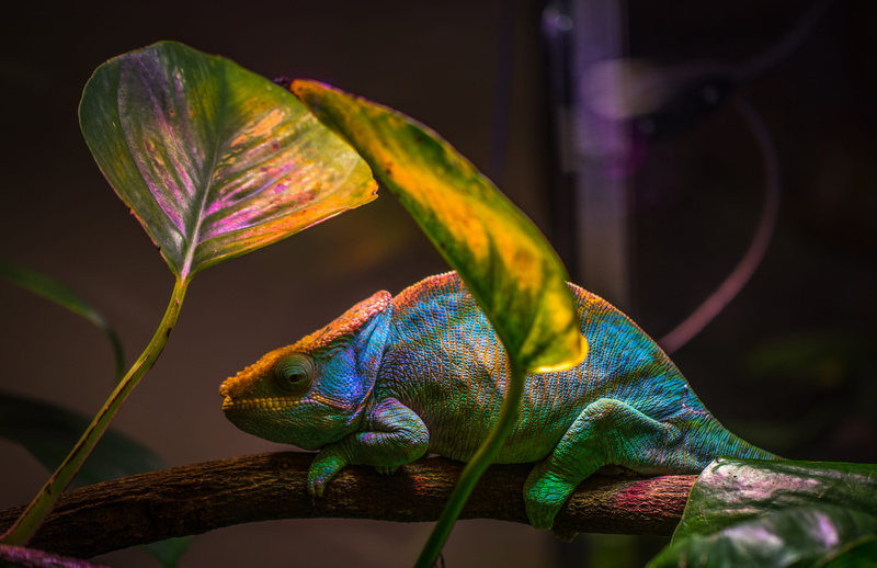 tree, 5K, tail, animal themes, shot, vertebrate, bright, no people, photography, nature, animal, reptile, green color, side view, macro, wild, focus on foreground