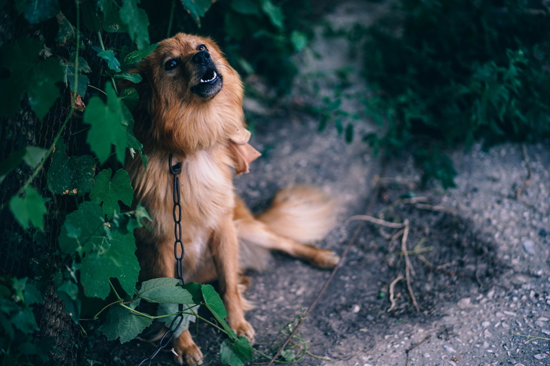 old, blue, open, water, sitting, big, attentive, pedigree, shot, 5K, concept, nature, pup, view, mammal, attention, dog, indoors, bark, full, happy, pedigreed