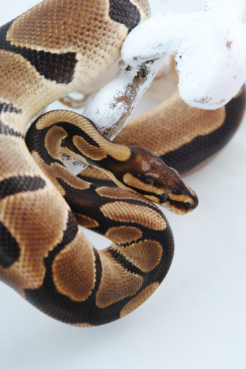 animal themes, nature, constrictor, python, animals in the wild, brown, snake, white background, animal scale, animal wildlife, still life, no people, indoors
