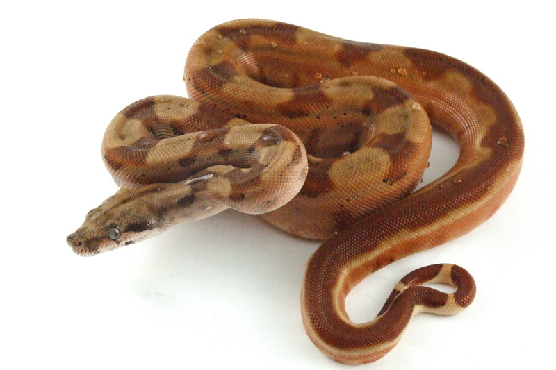 marine, white background, brown, constrictor, copy space, animal body part, 2K, zoology, vertebrate, python, reptilium, studio shot, animals in the wild
