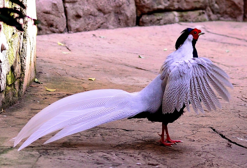 wildlife, one animal, dom, animal wildlife, avian, feather, focus on foreground, animal themes, white color, animals in the wild, outdoors, day, creature