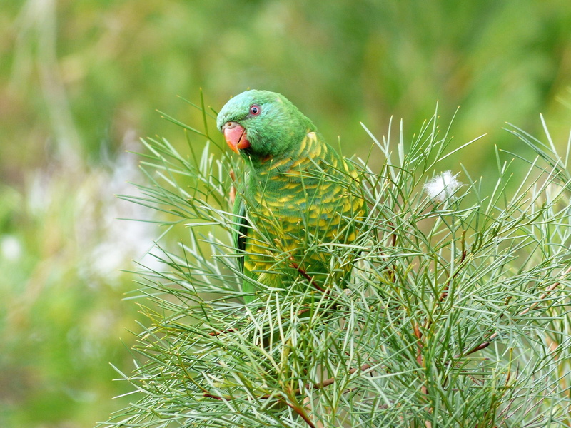 nature, vertebrate, plant, full length, parrot, animal wildlife, profile view, grass, rainbow lorikeet, 1080P, plants, one animal, no people, birds, animal body part