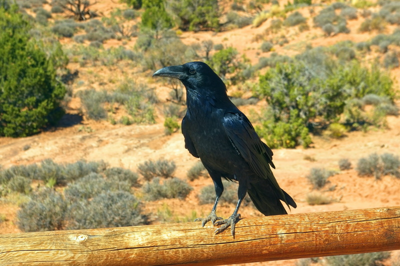 2K, corvus, plumage, crow, one animal, arches raven, animal, animal wildlife, feather, animals in the wild, black color, bird, black, utah, raven - bird