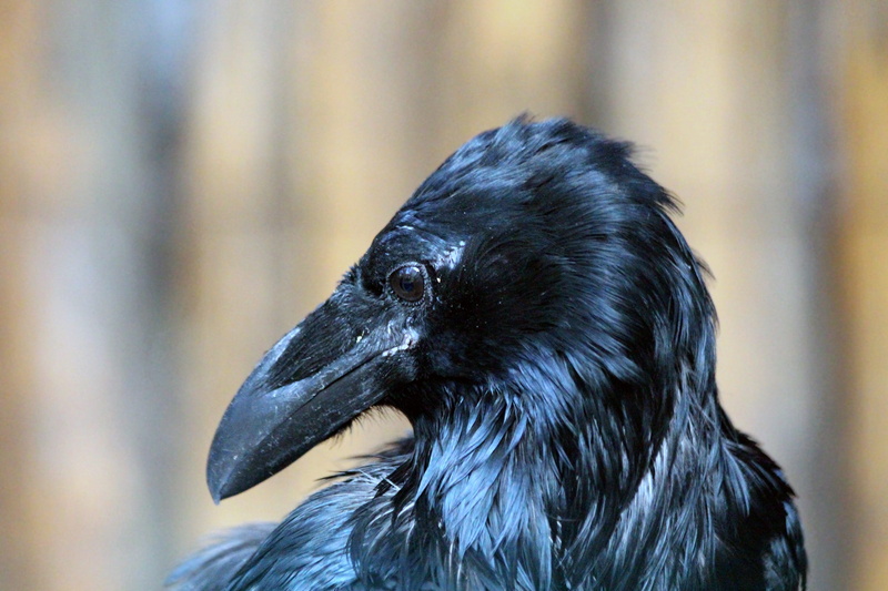 corvids, animal body part, vertebrate, raven, animals in the wild, bright, 2K, close-up, animal, animal wildlife, no people, black bird, head, looking away