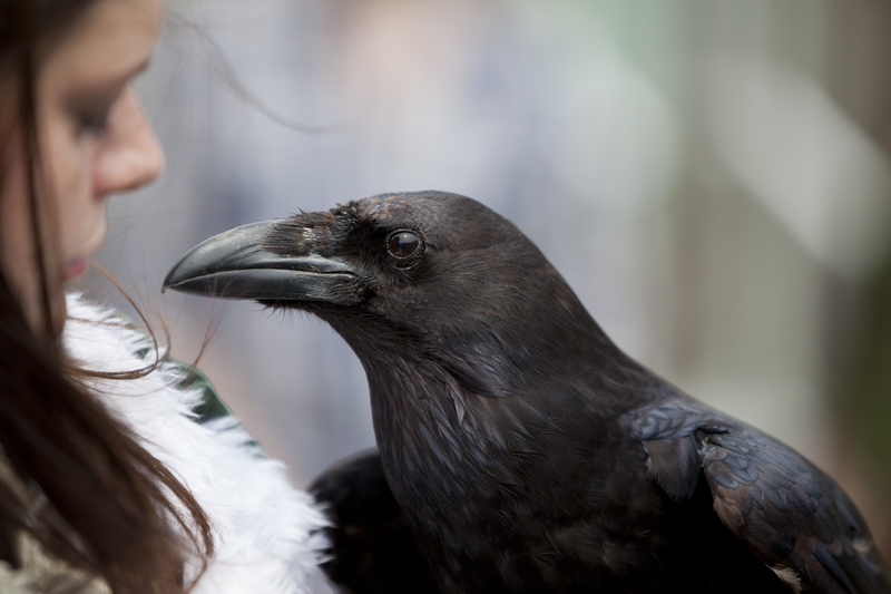people, animal wildlife, females, 5K, vertebrate, corvus, black color, outdoors, falconry, corax, care, day, black, raven, crow, ornithology, focus on foreground