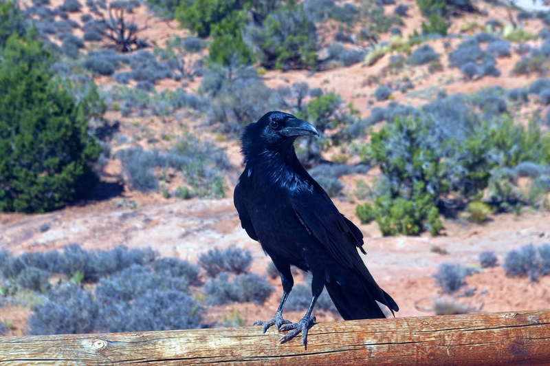 nature, rock, corvidae, dark, park, black color, crow, arches, perched, 2K, outdoors, bill, corax, principlais, vertebrate, wood - material, animal wildlife