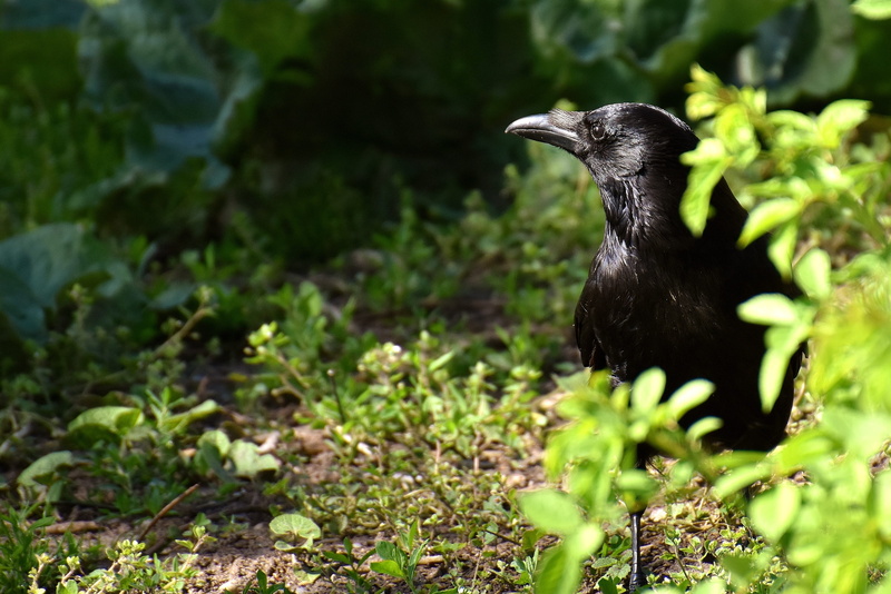 animals in the wild, wildlife photography, green color, day, outdoors, animal, animal portrait, animal themes, carrion crow, Corvus Corax, nature, Common Raven