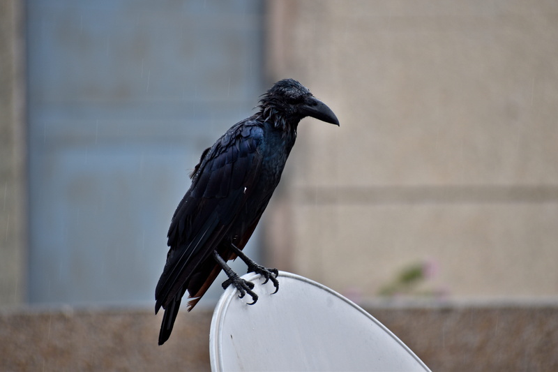 raven - bird, focus on foreground, black color, day, beak, drenched, animal wildlife, corvus corax, animals in the wild, wall - building feature, outdoors