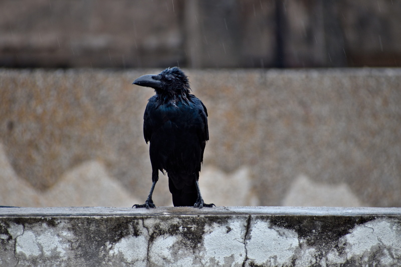 railing, raven - bird, architecture, animals in the wild, full length, focus on foreground, crow, animal wildlife, perching, drenched, 5K, beak, vertebrate