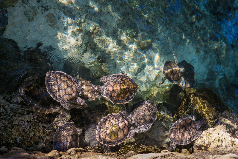 group of animals, reef, coral, fish, quintanaroo, group, wildlife, turtle, reptile, animal wildlife, xcaret, outdoors, animal, tortoise shell, turtles