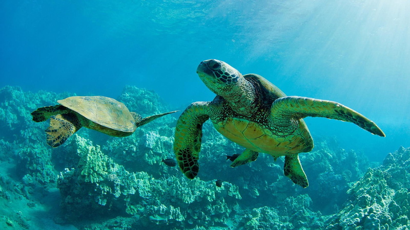 nature, loggerhead, coral, animals in the wild, sea life, no people, underwater diving, animal, vertebrate, marine, 1080P, group of animals, sea turtle