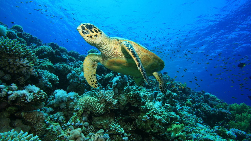animals in the wild, ecosystem, fish, water, photography, sea turtle, scuba, animal wildlife, undersea, no people, reptile, 1080P, coral reef, loggerhead sea turtle