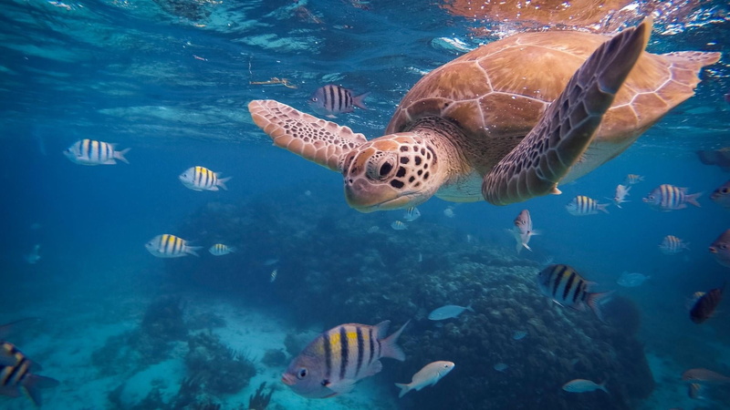 sea, coral reef fish, sea turtle, marine, underwater, water, nature, animal, loggerhead, swimming, ocean, coral, turtle, 1080P, coral reef, group of animals