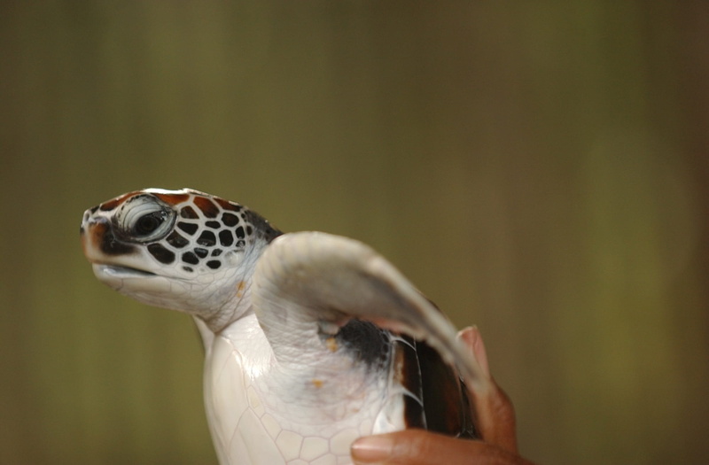 baby, release, 1080P, finger, animal, young, people, birthday, black, tortoise shell, focus on foreground, beach, start, tropical climate, new, perseverance