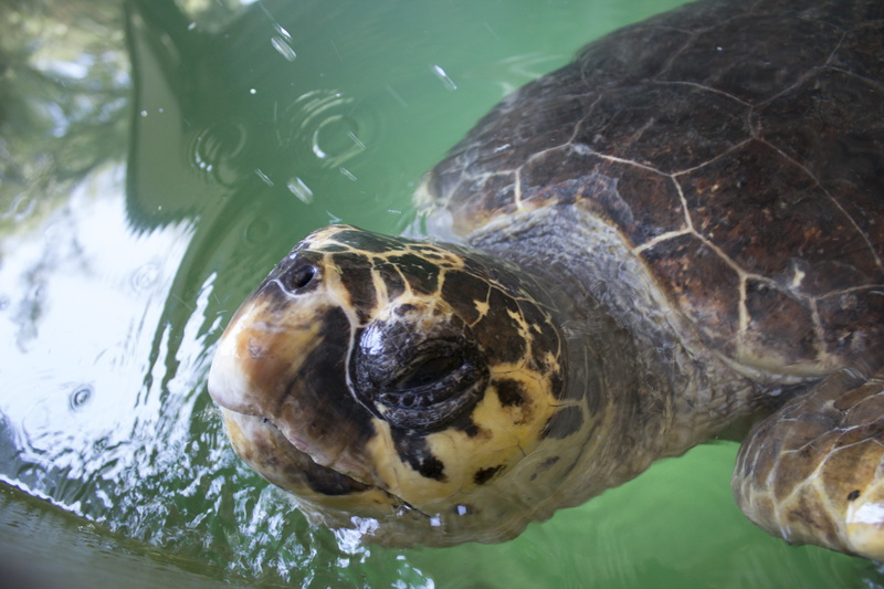 5K, water, sea turtle, tortoise, animal head, sea, shell, wildlife, animals in the wild, animal themes, one animal, turkey, no people, caretta, vertebrate