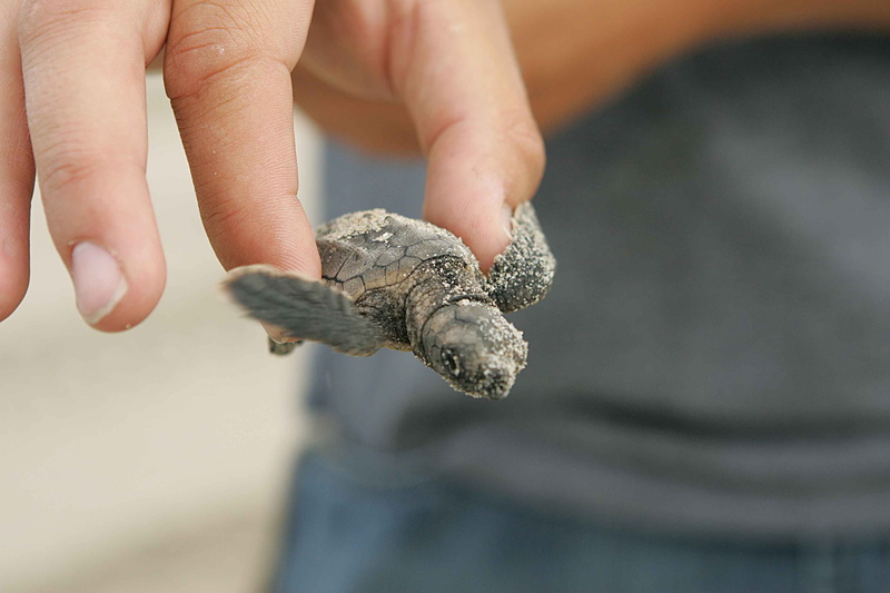 fauna, offspring, holding, reptiles, turtle, finger, amphibians, human hand, one animal, night, pets, loggerhead, hand, animal wildlife, vertebrate, small