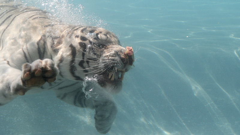 carnivore, one animal, pool, day, mammal, 1080P, animal wildlife, swimming, aquatic mammal, animal themes, marine, summer, no people, cute, animal head