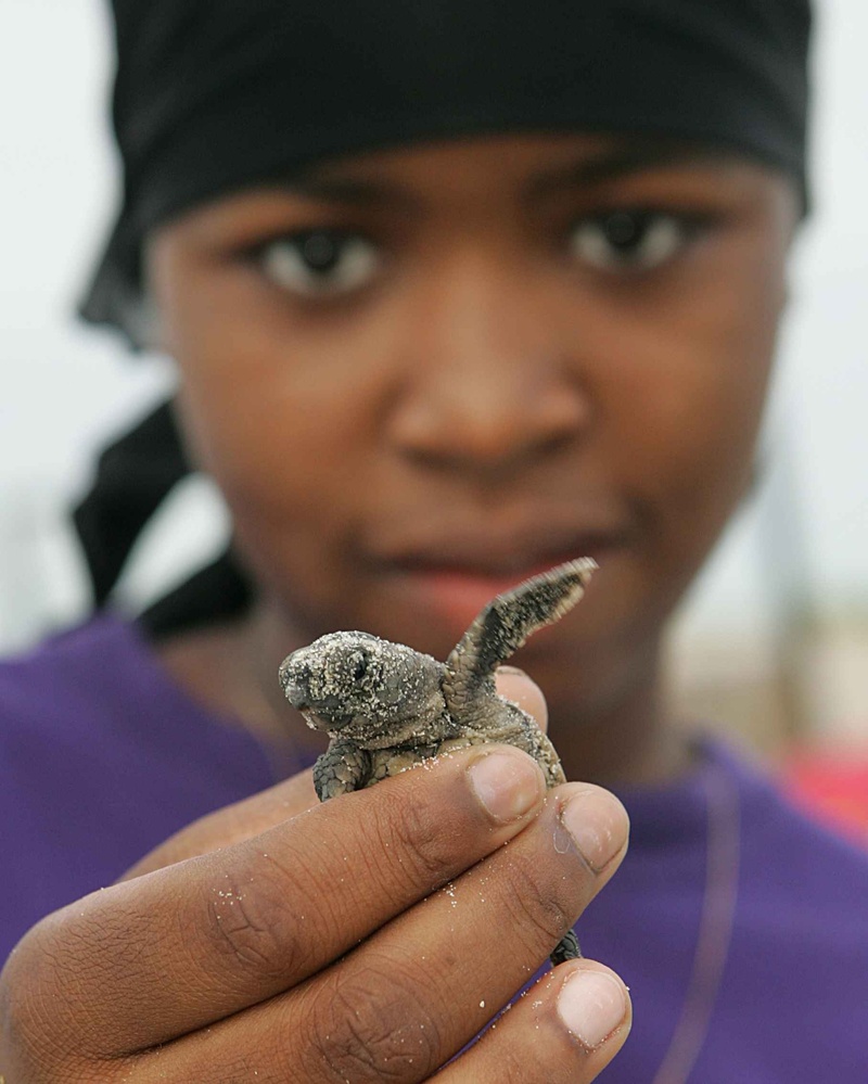 finger, reptile, real people, female, holding, looking at camera, close-up, human hand, portrait, one person, young adult, focus on foreground, afro, women