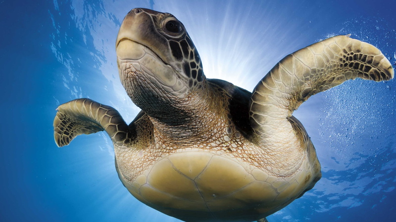 tortoise shell, underwater, animal, mollusk, nature, undersea, sea turtle, no people, one animal, close-up, vertebrate, animal wildlife, marine, animals